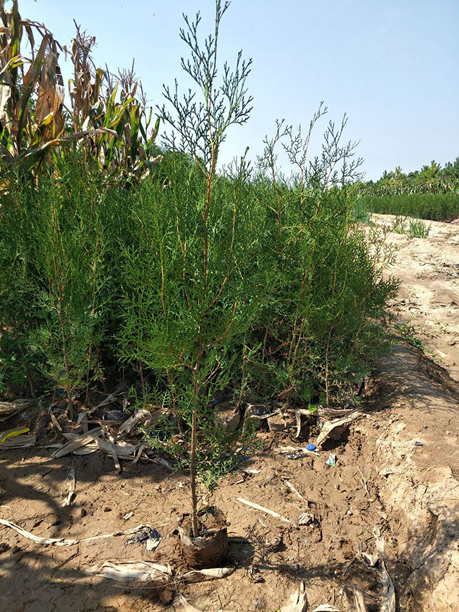 侧柏苗种植间距多少?侧柏苗种植方法