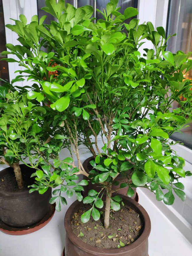 米兰幼苗怎么种植?米兰苗种植种植方法