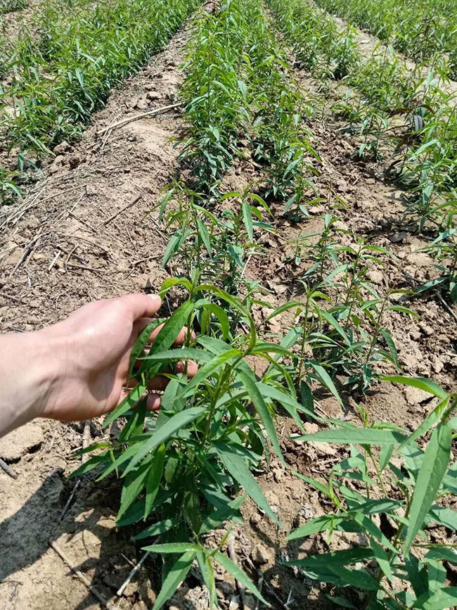 黄桃树苗什么品种最好?黄桃苗种植几年结果?