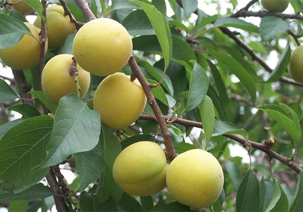 黄桃树苗什么品种最好?黄桃苗种植几年结果?