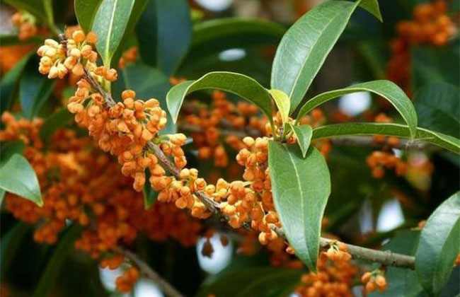 桂花树苗怎么种?丹桂苗种植时间和方法