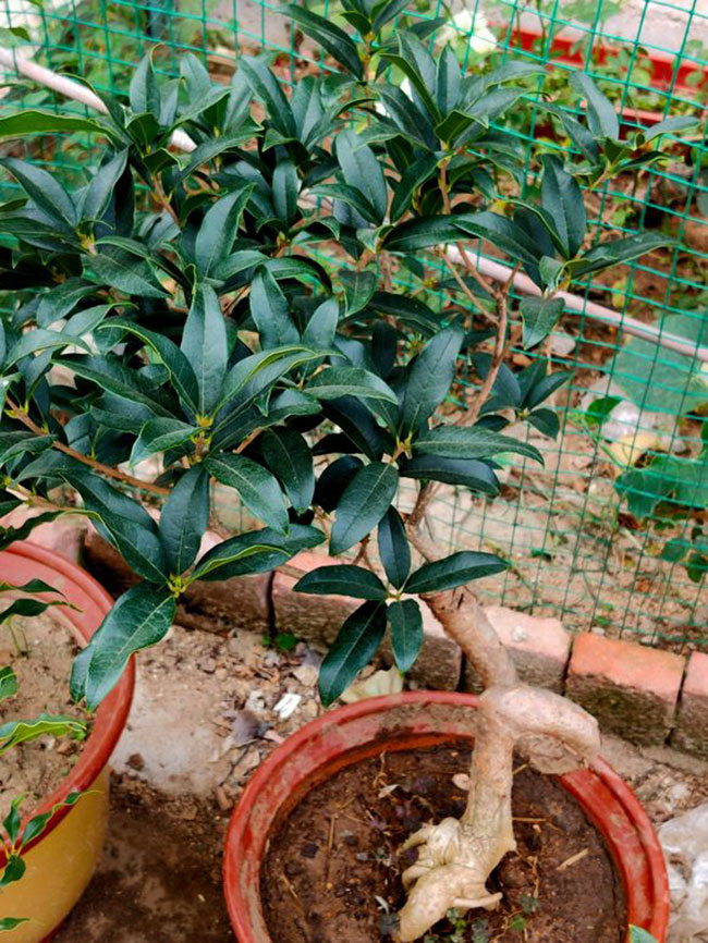 桂花树苗怎么种?丹桂苗种植时间和方法