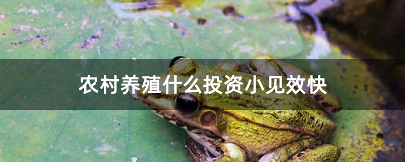 农村养殖什么投资小见效快