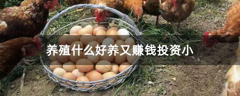 养殖什么好养又赚钱投资小