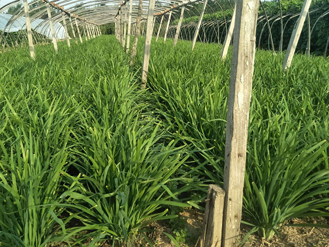 韭菜苗怎样种植