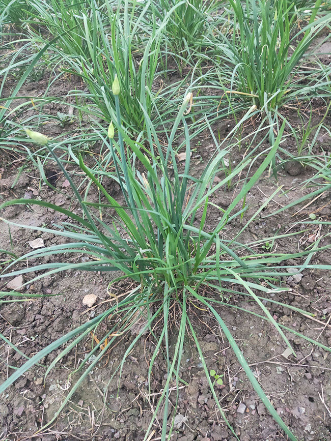 韭菜苗怎样种植