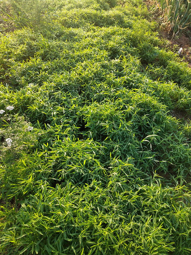 扫帚苗什么时候种?扫帚的种植方法