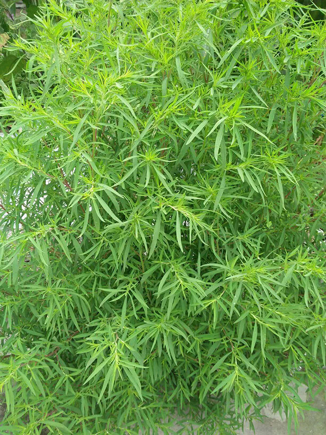 扫帚苗什么时候种?扫帚的种植方法
