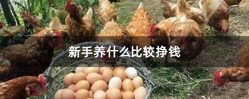 新手养什么比较挣钱