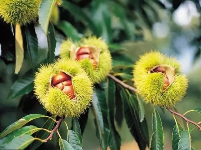 怎样种植栗子苗?板栗苗种植方法