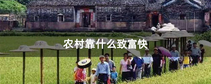 农村靠什么致富快