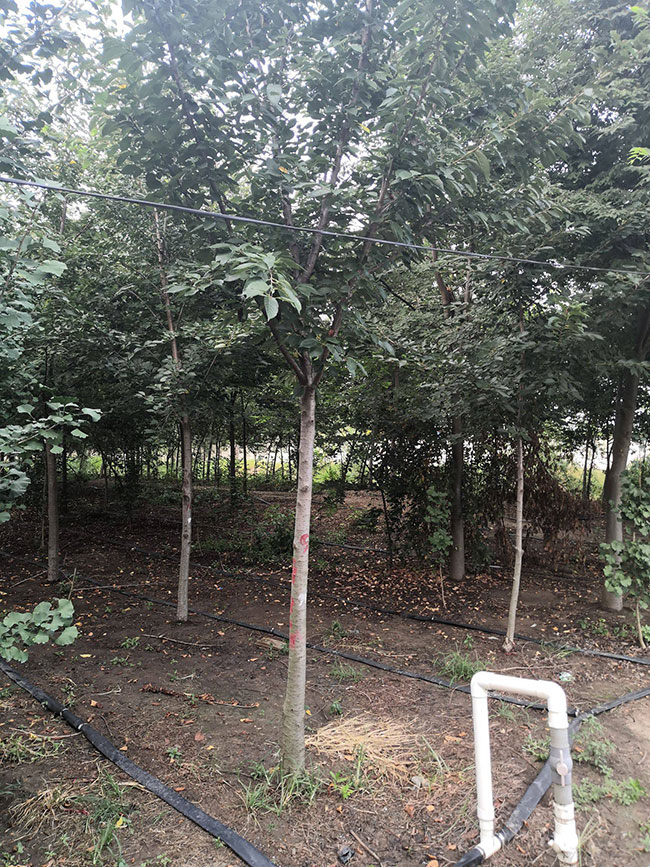 樱花树如何种植?樱花树苗种植方法