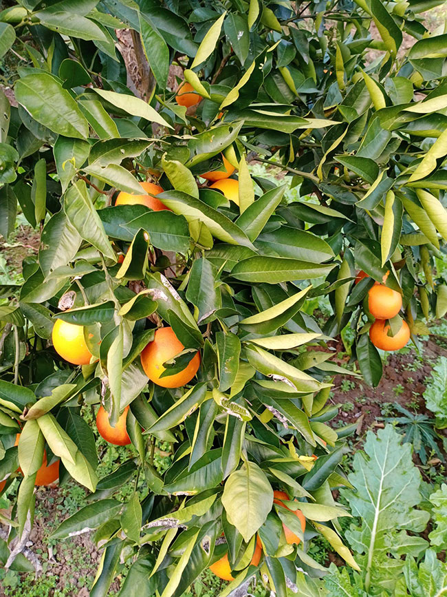 血橙苗几年能结果?血橙苗种植技术方法