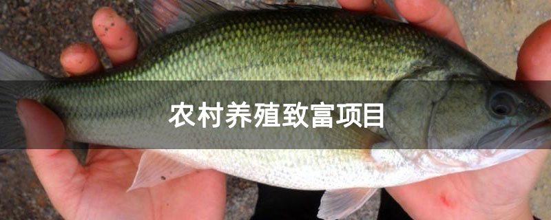 农村养殖致富项目