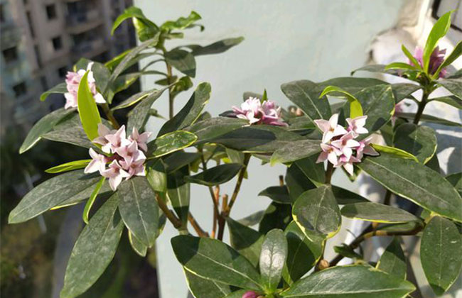 瑞香冬季怎么养？瑞香冬季催花方法