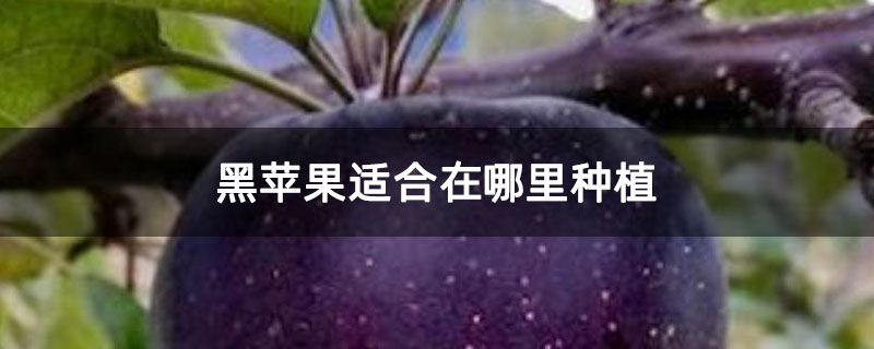 黑苹果适合在哪里种植