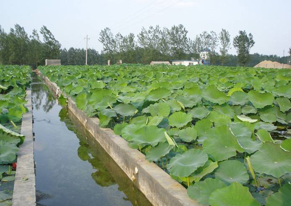 莲藕种植