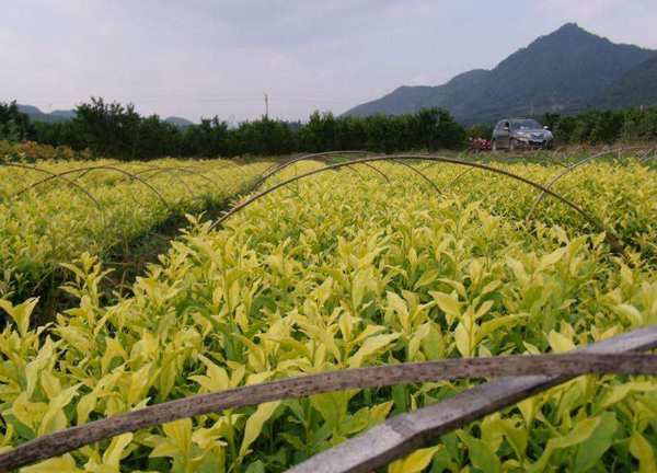 茶苗