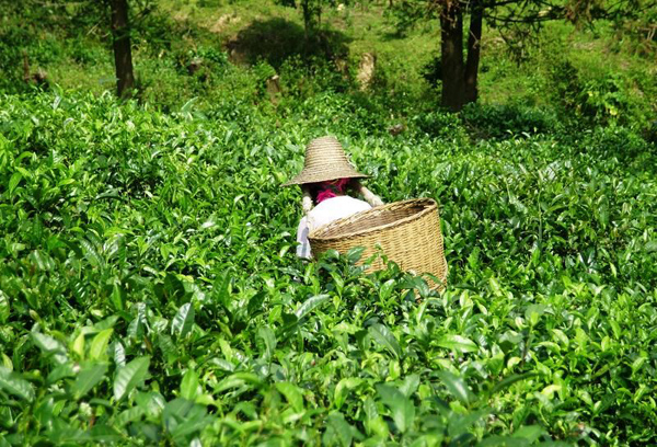 茶苗