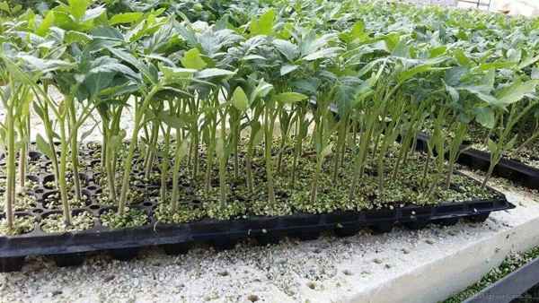 西红柿苗怎么栽好？家庭西红柿苗的种植方法