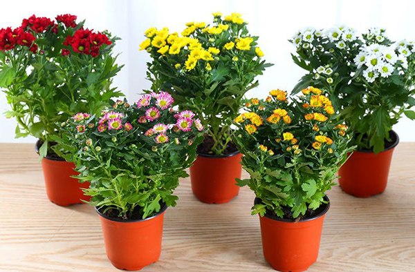菊花苗怎么种植？菊花苗种植方法和时间