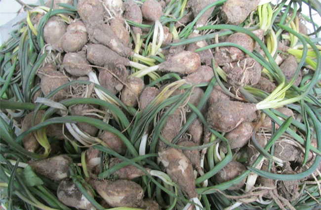 绵枣的种植前景怎么样？