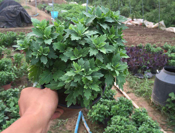 菊花苗