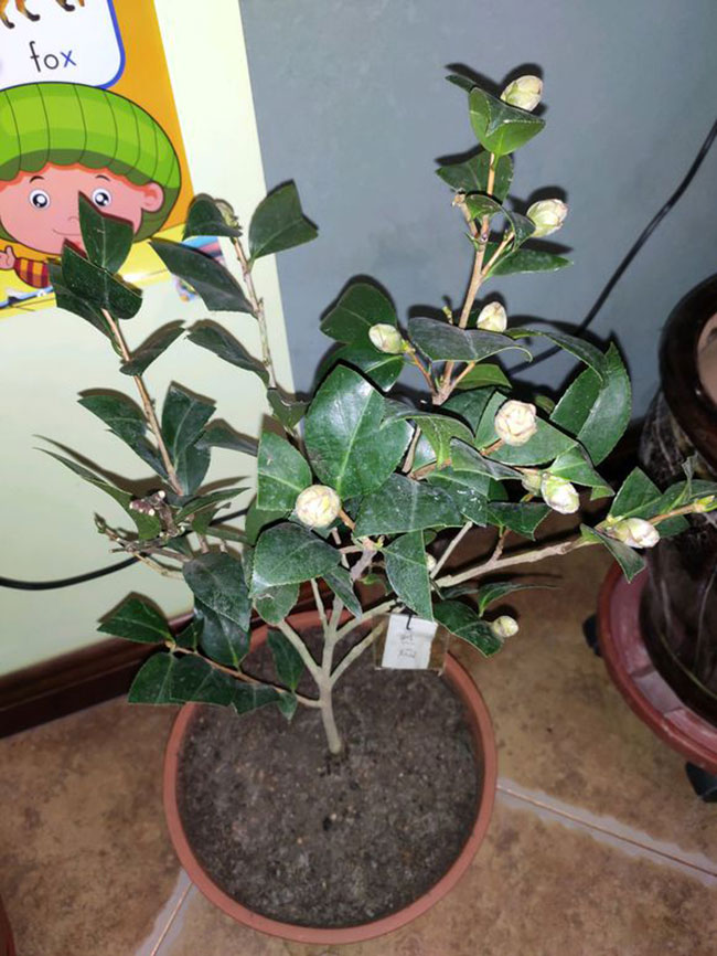 茶花花苞变黑什么原因？