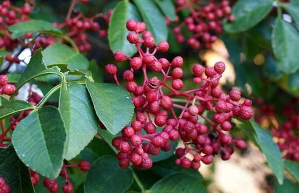 花椒苗什么时候种植最好？花椒苗种植时间和方法
