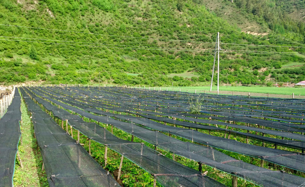 党参种植基地