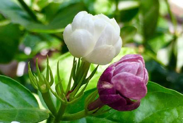 茉莉花