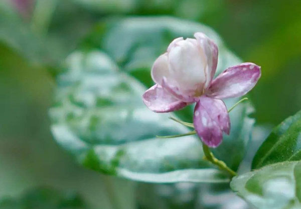 茉莉花