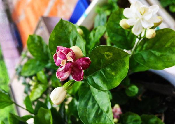 茉莉花