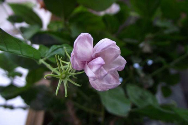 茉莉花