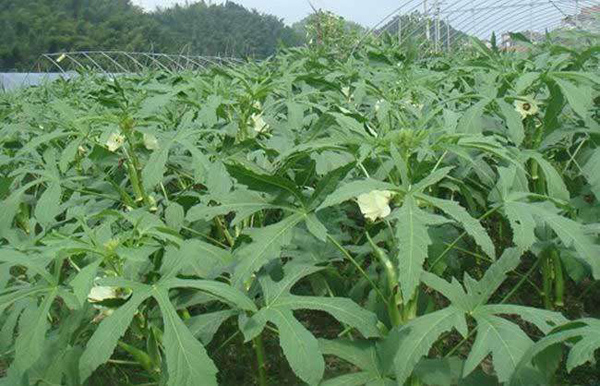 秋葵种植基地实拍