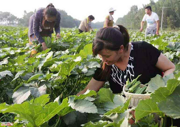 秋葵种植基地实拍