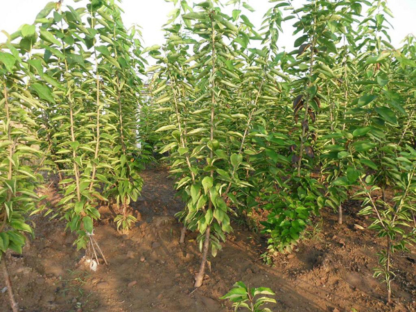 樱桃苗怎么种植？大樱桃树苗种植栽培技术