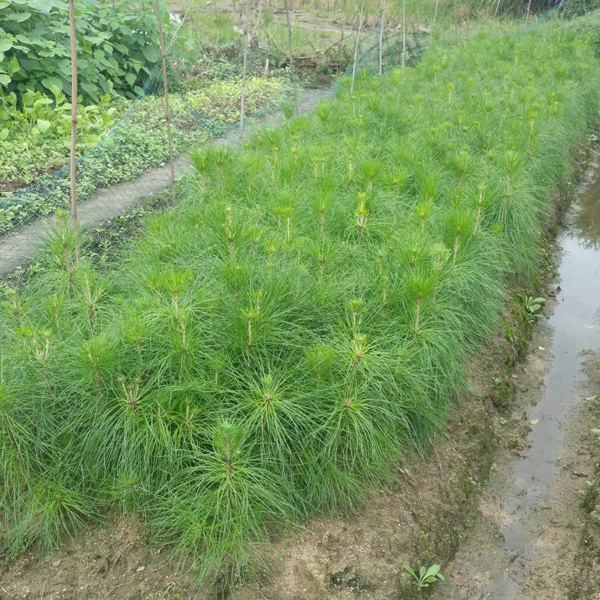 松树苗怎么培育？松树苗种植技术