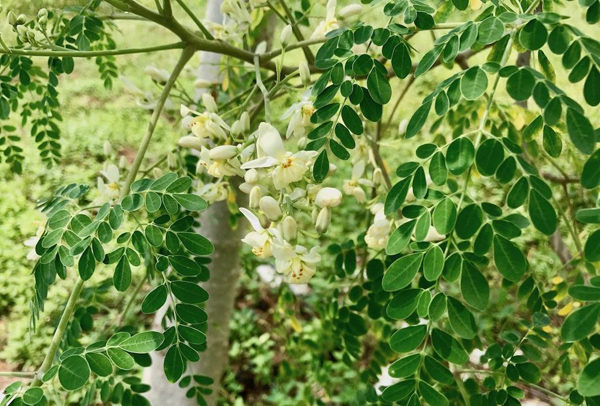 辣木籽树怎么种植？辣木苗种植方法