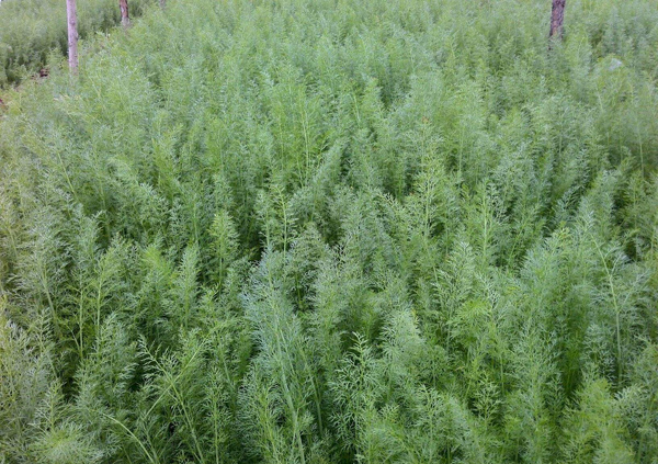 小茴香种植基地