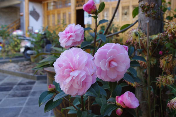 茶花