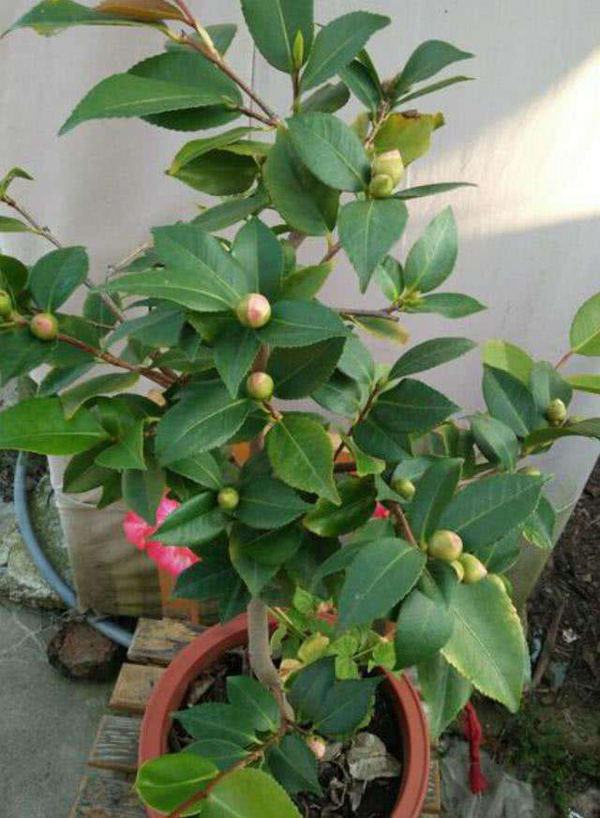 茶花