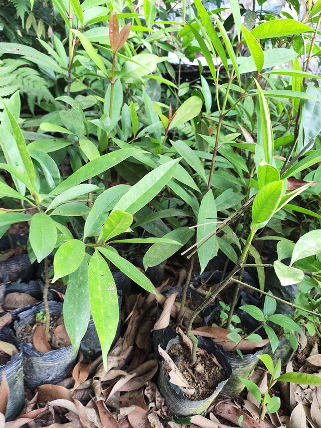 山竹苗种植方法