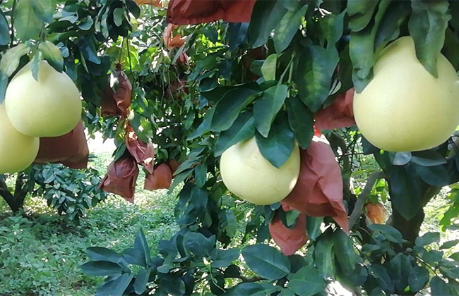 柚子苗什么季节种植?柚子树的种植技术