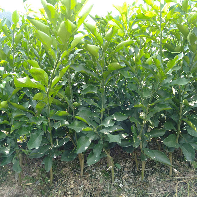柚子苗什么季节种植?柚子树的种植技术