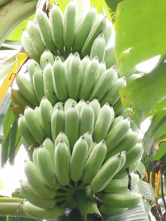 香蕉苗