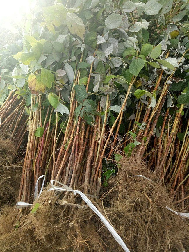 树莓在哪里可以种植?红树莓苗种植方法