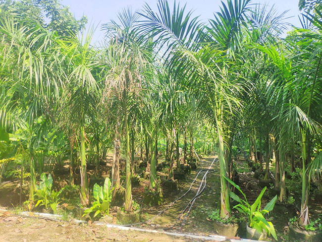 如何种植椰子树苗?椰子苗种植方法