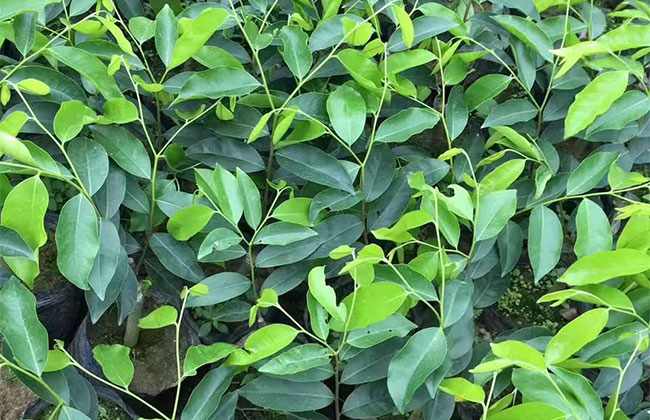 奇楠苗种植哪种环境适合