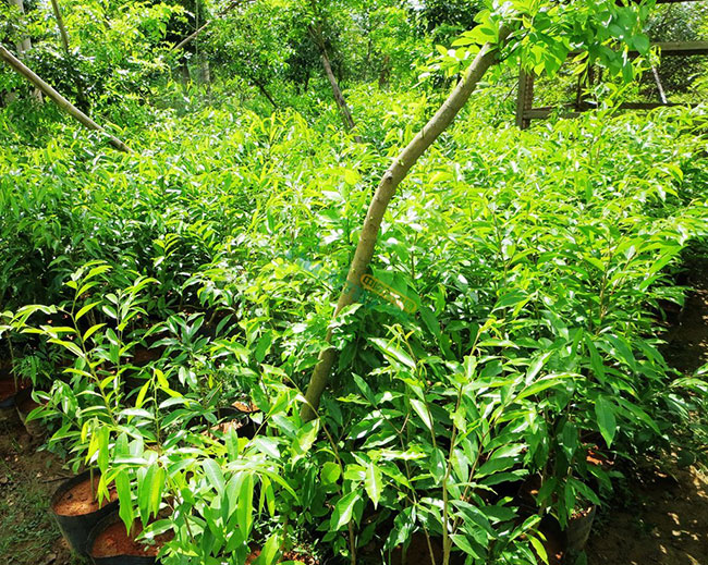 奇楠苗种植哪种环境适合